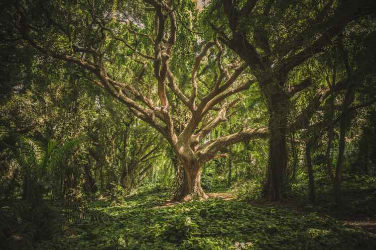 gnarled twisted tree in forest
