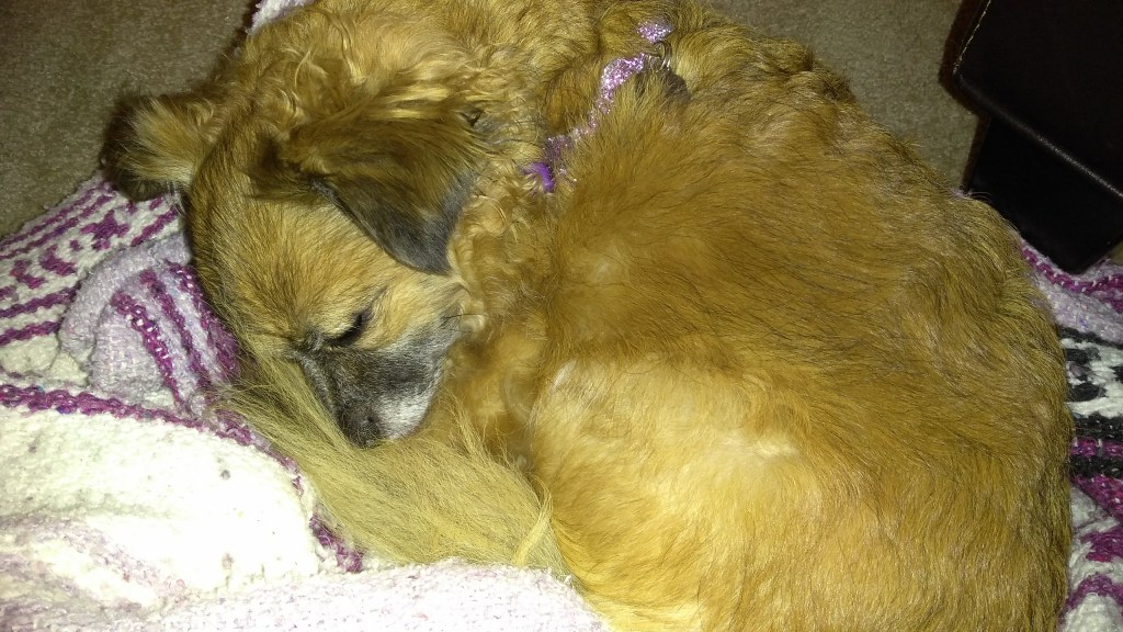 cute dog sleeping curled up