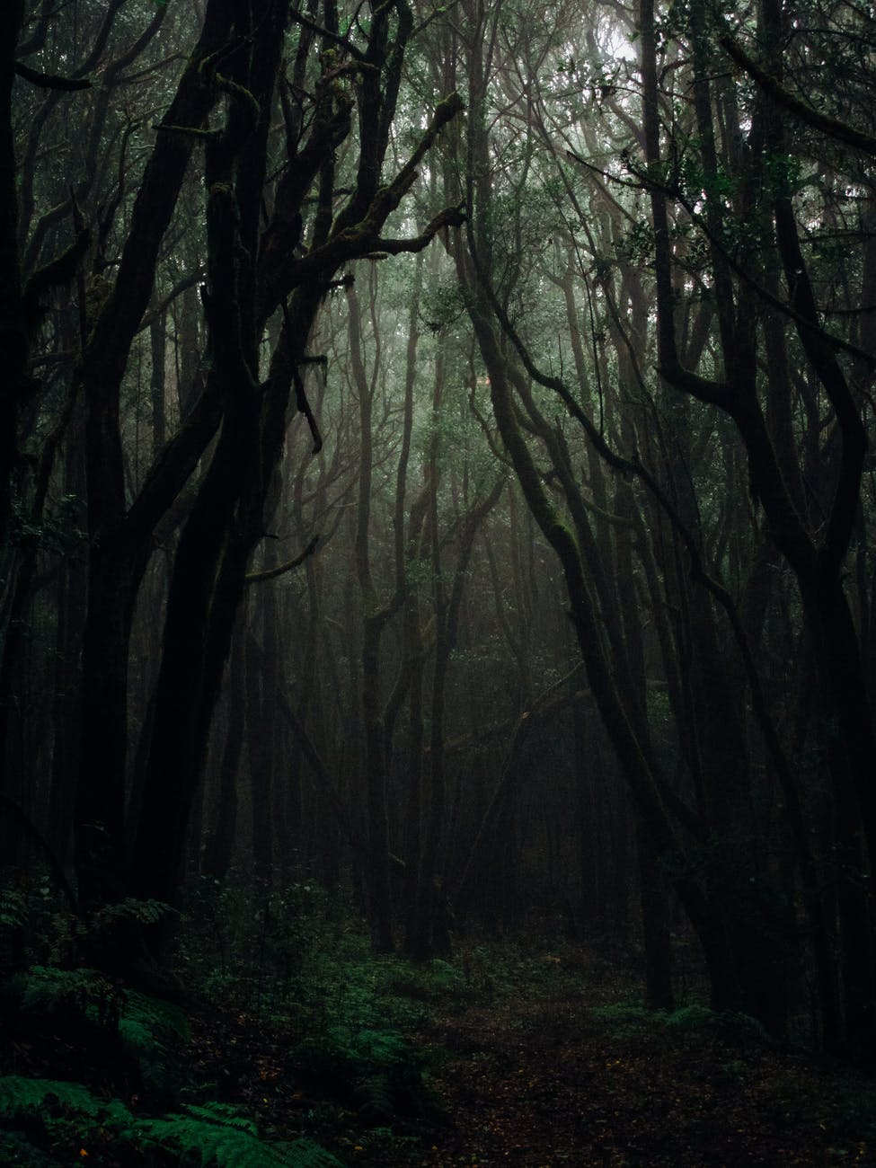 dark dense forest