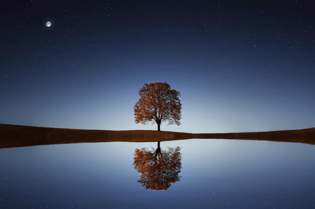 tree with moon in night sky by water