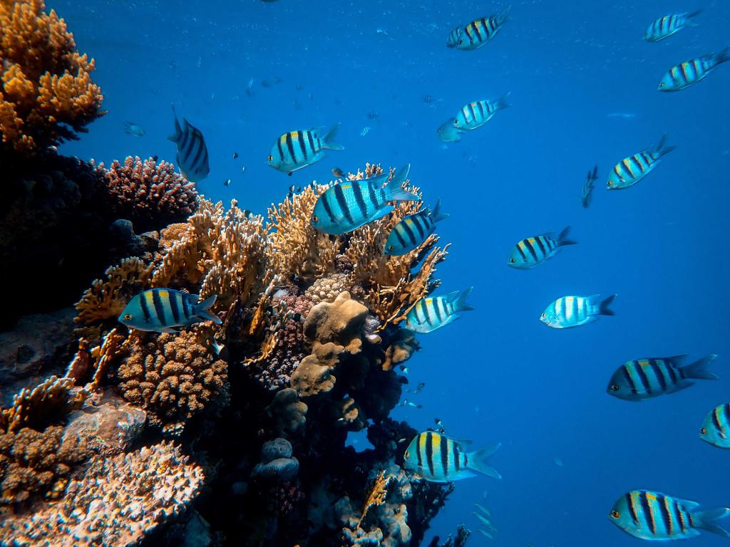 coral reef with blue ocean background and fish swimming