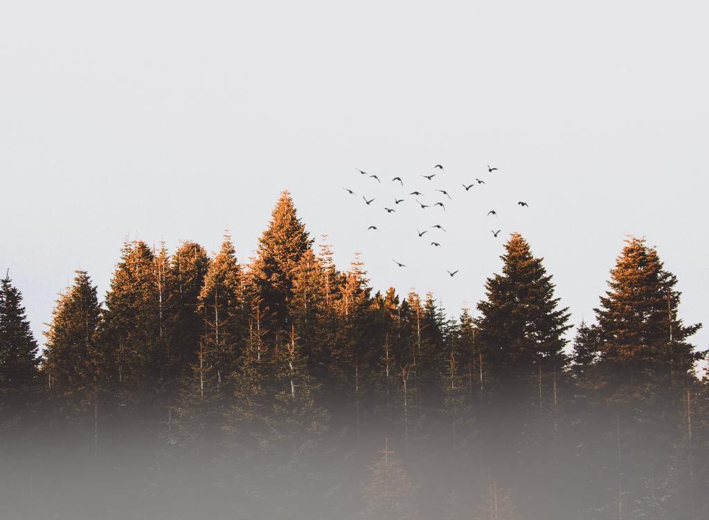 birds flying into the sky out of the woods