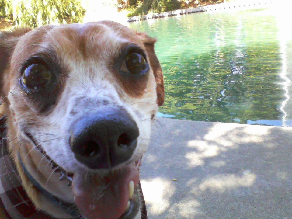 happy dog outside at pond