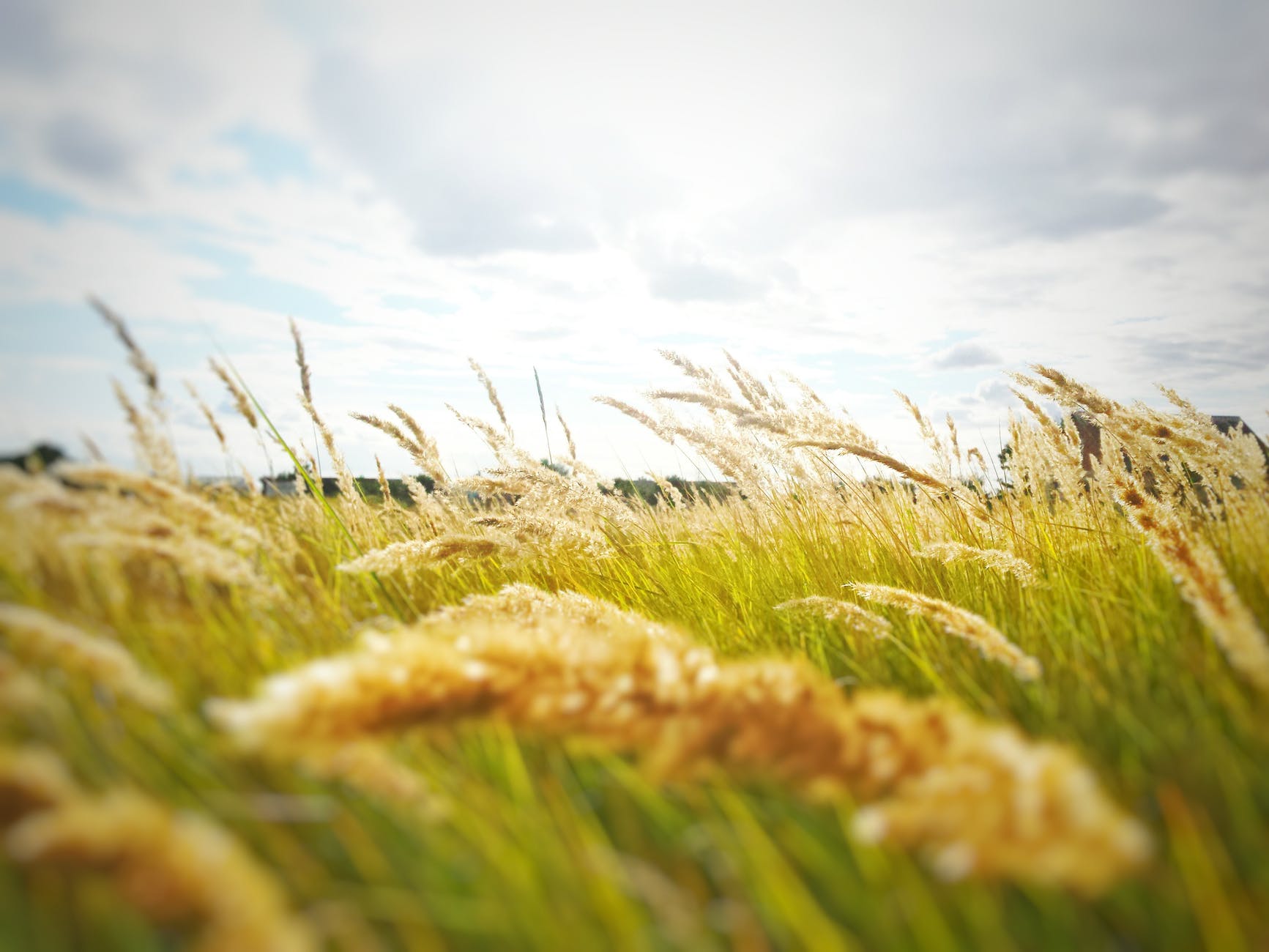Field of grain in wind with cloudy skies