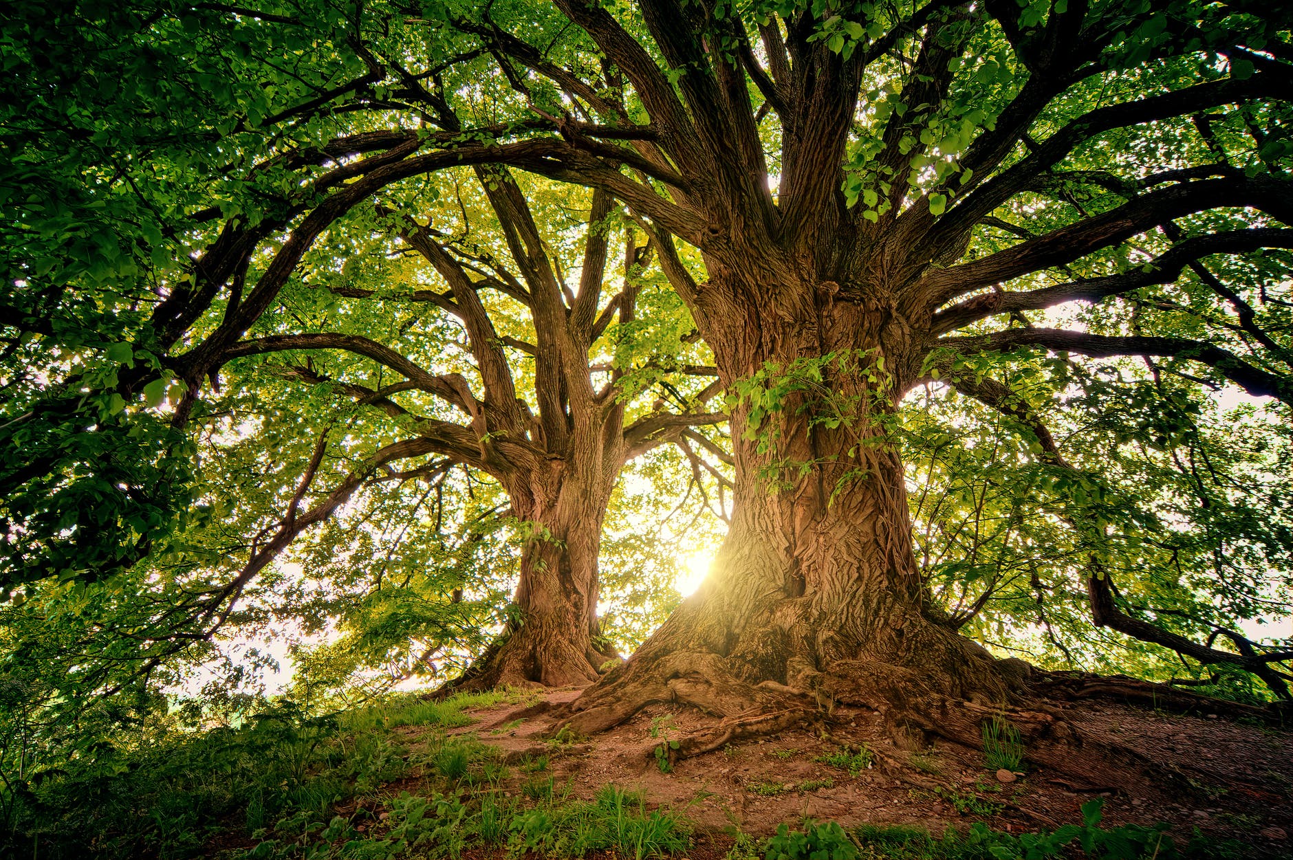 Old trees with lots of branches in the woods