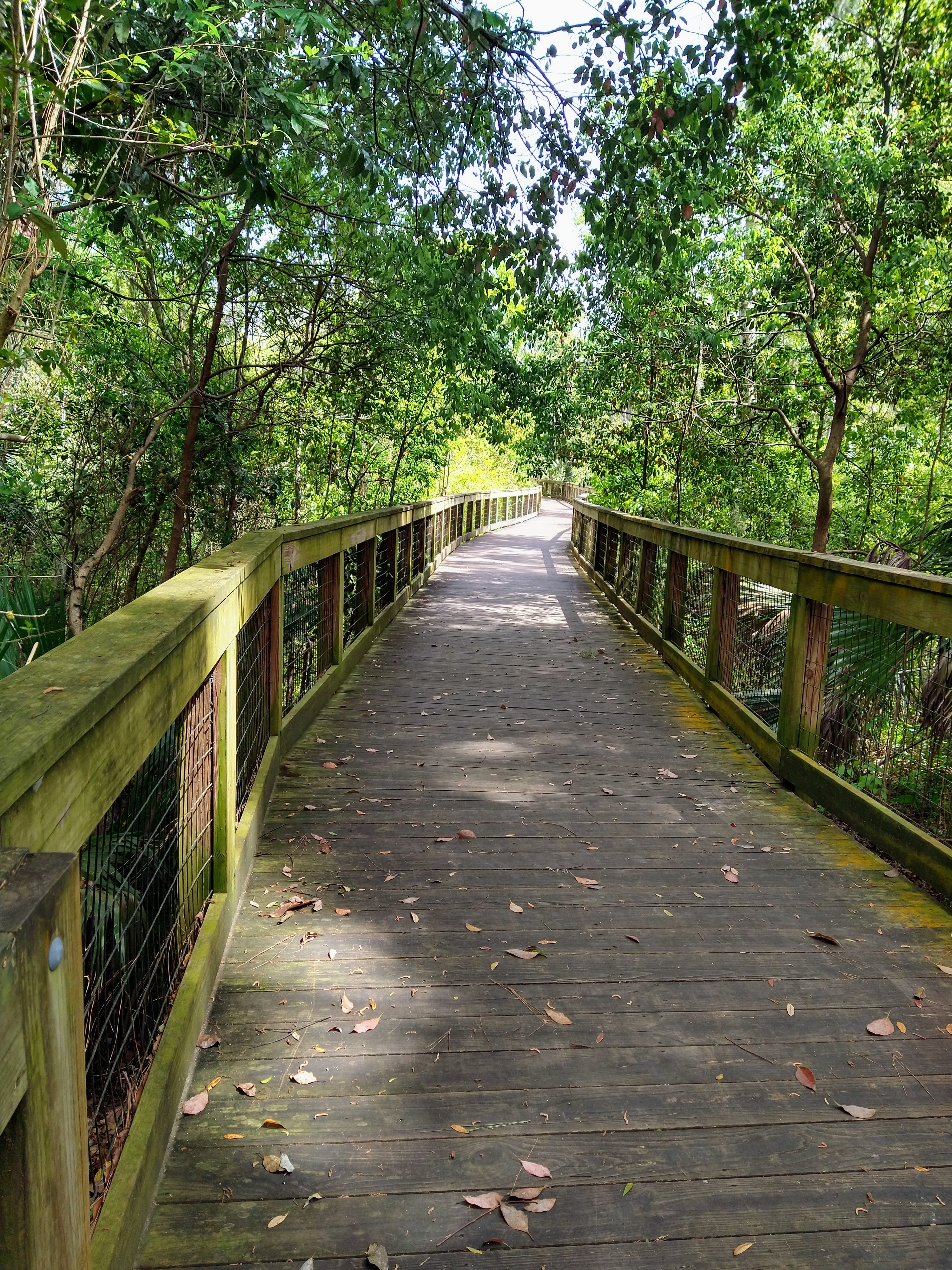 winding wooden bridge under tree canopy