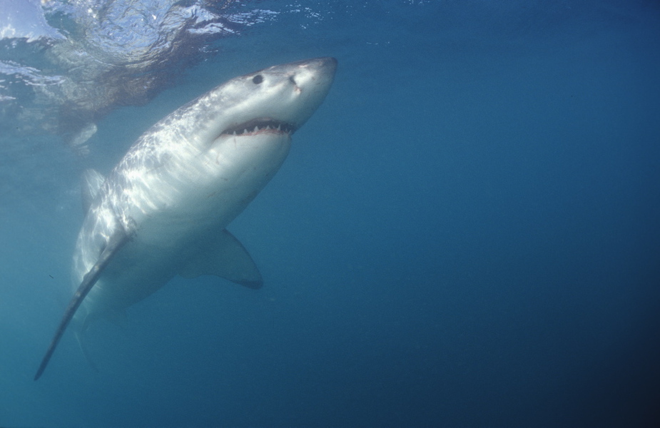 shark swimming in blue water